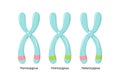 Vector illustration of heterologous and homologous chromosomes